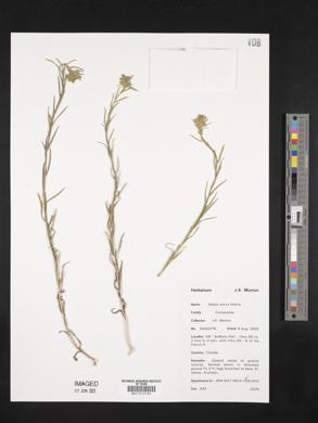 Madia sativa image