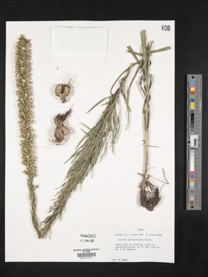 Liatris pycnostachya image