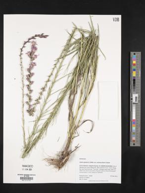 Liatris spicata image