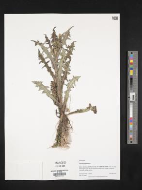 Sonchus oleraceus image