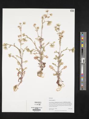Senecio vulgaris image