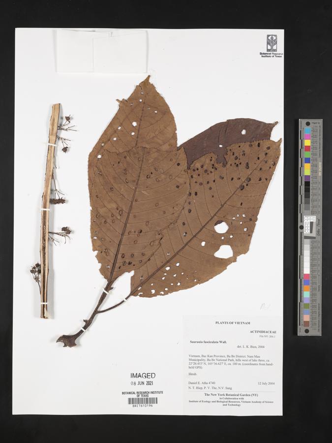 Saurauia fasciculata image