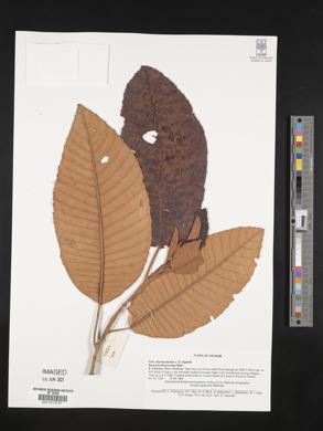 Saurauia fasciculata image