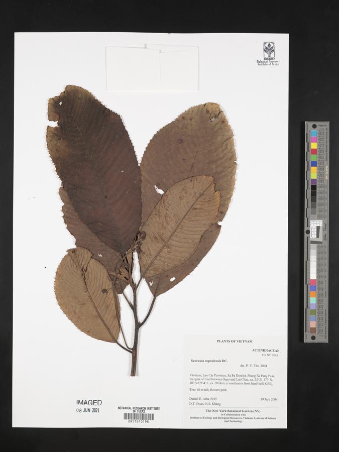 Saurauia napaulensis image