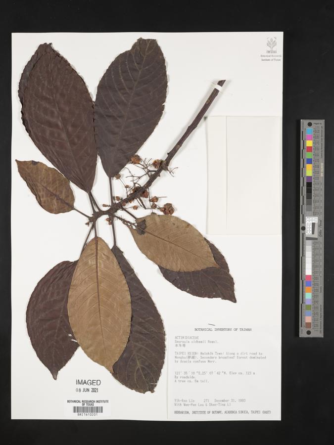 Saurauia tristyla image