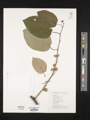 Actinidia latifolia image