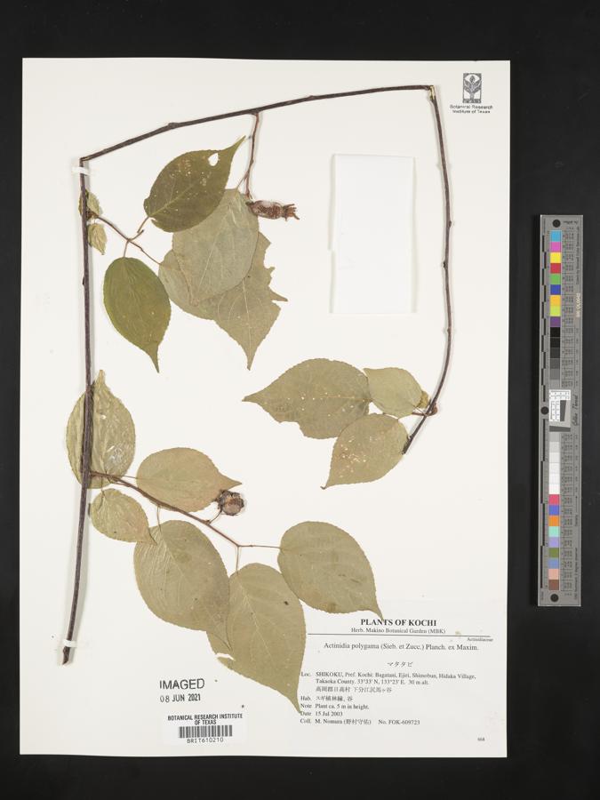 Actinidia polygama image