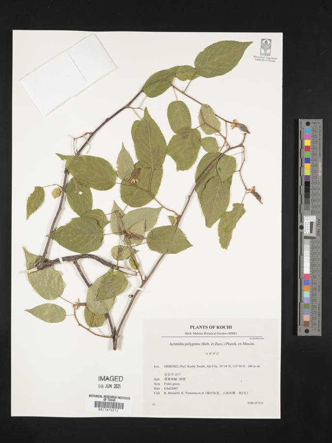 Actinidia polygama image