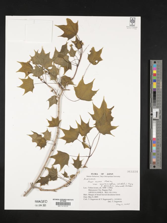 Acer pictum subsp. dissectum image