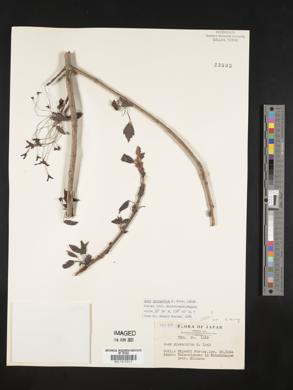Image of Acer pycnanthum