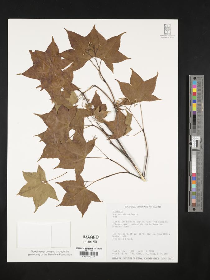 Acer oliverianum image