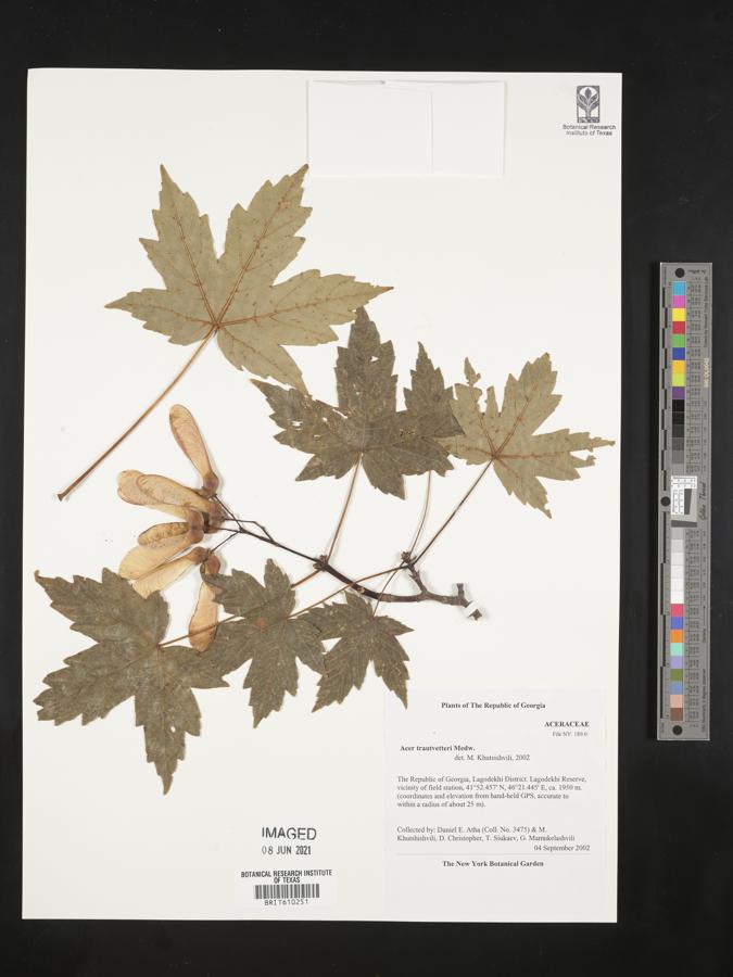 Acer heldreichii image