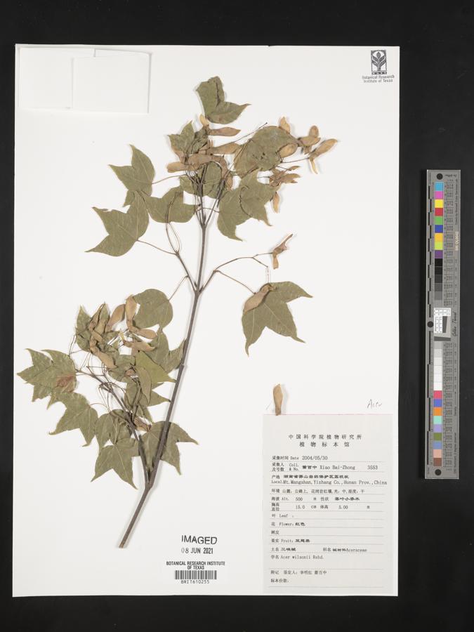 Acer campbellii subsp. wilsonii image