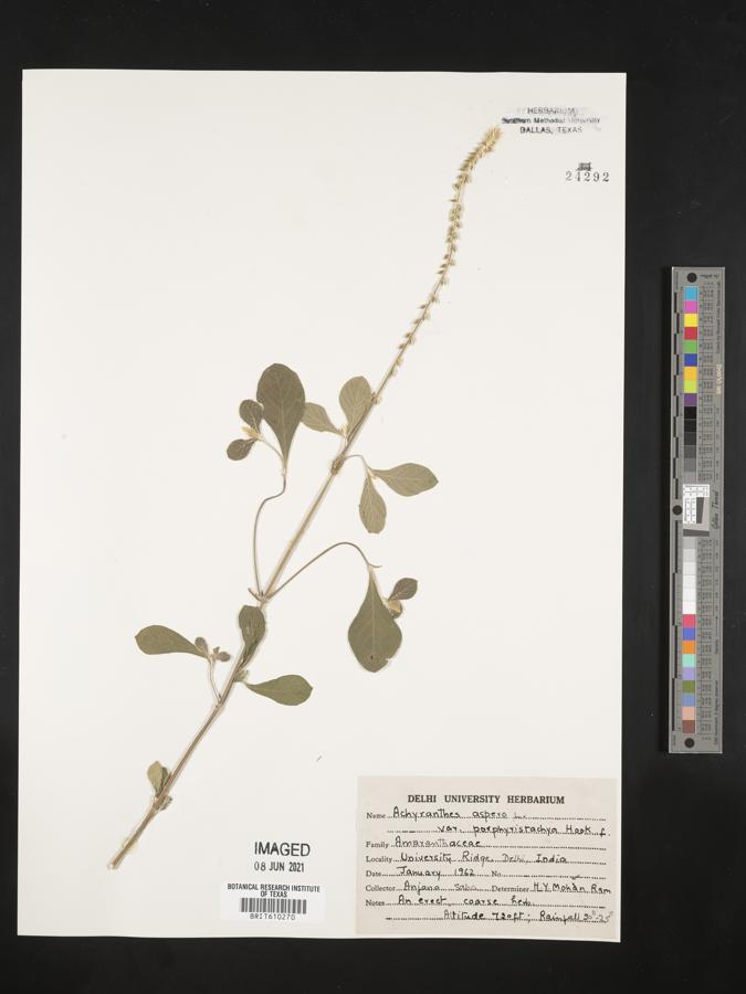 Achyranthes coynei image