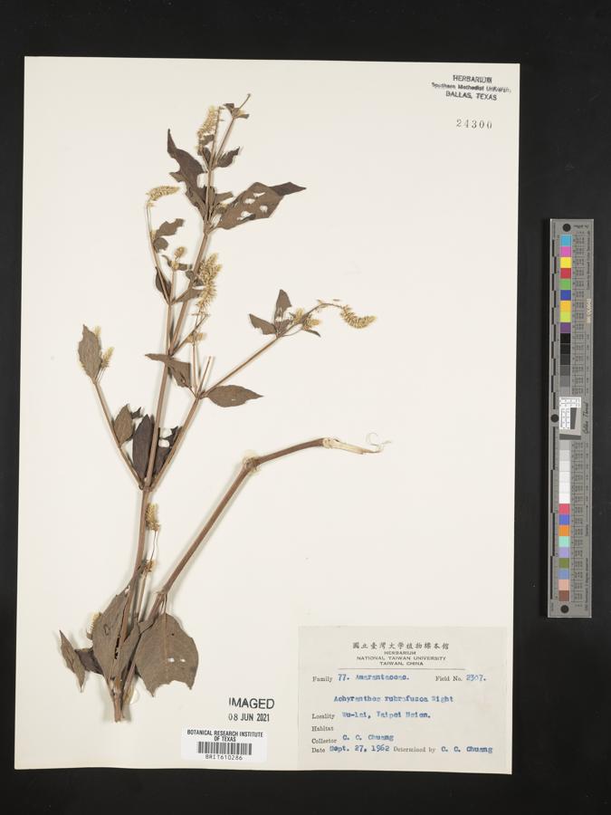 Achyranthes aspera var. rubrofusca image