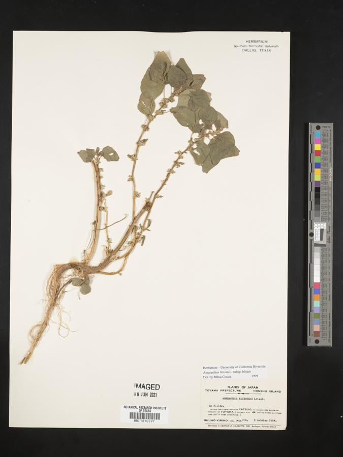 Amaranthus blitum subsp. blitum image