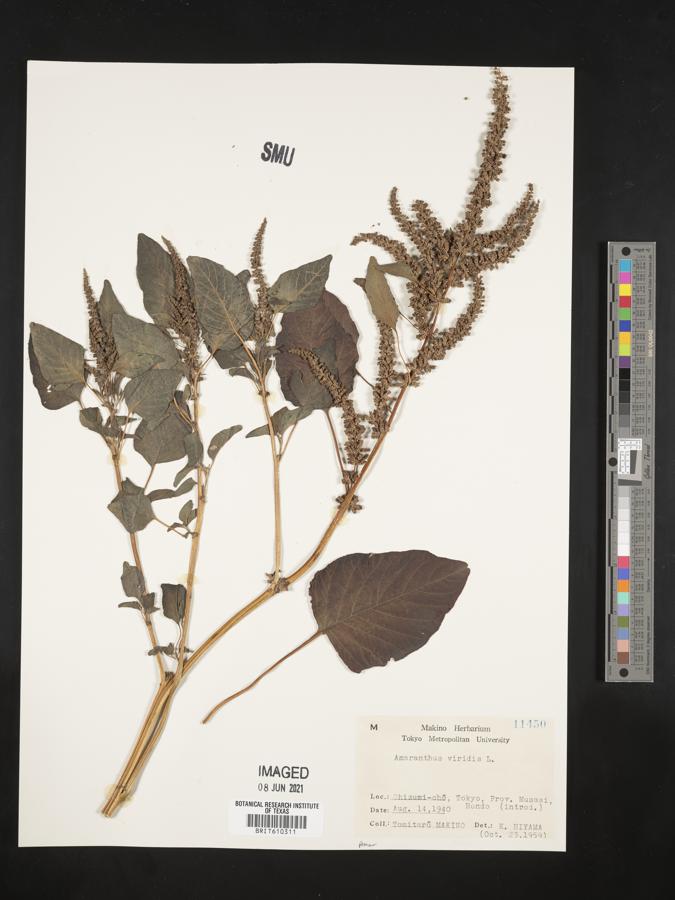 Amaranthus viridis image