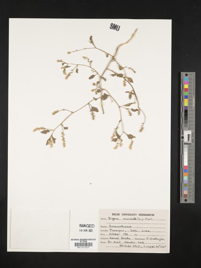 Digera image