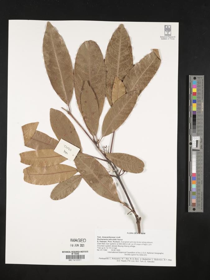 Buchanania reticulata image