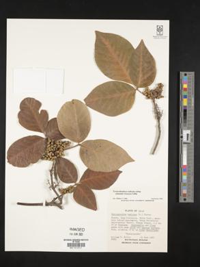 Image of Toxicodendron orientale