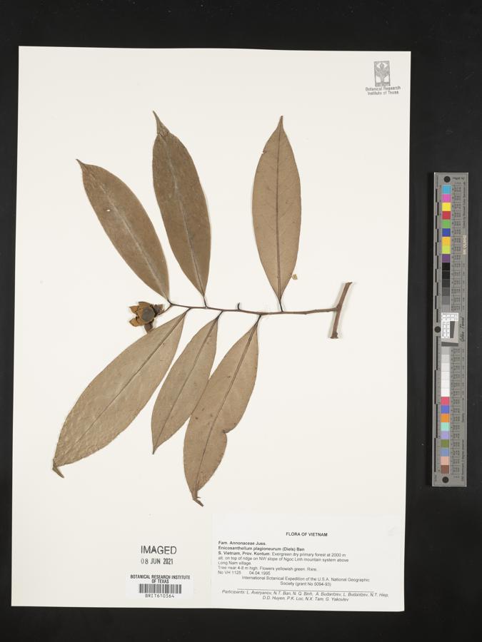 Disepalum plagioneurum image