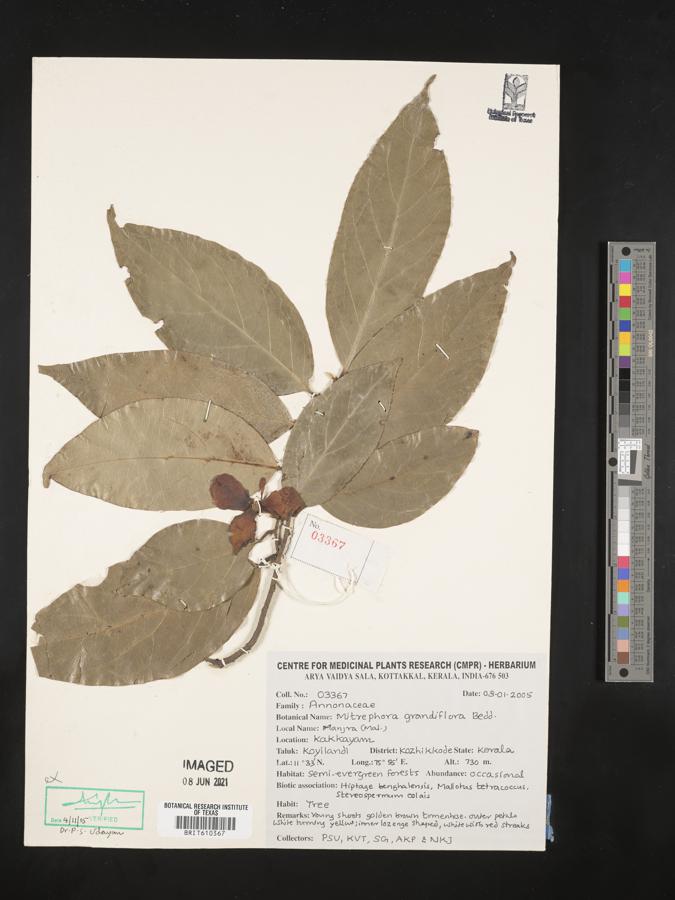 Mitrephora grandiflora image