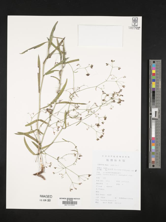 Bupleurum chinense image