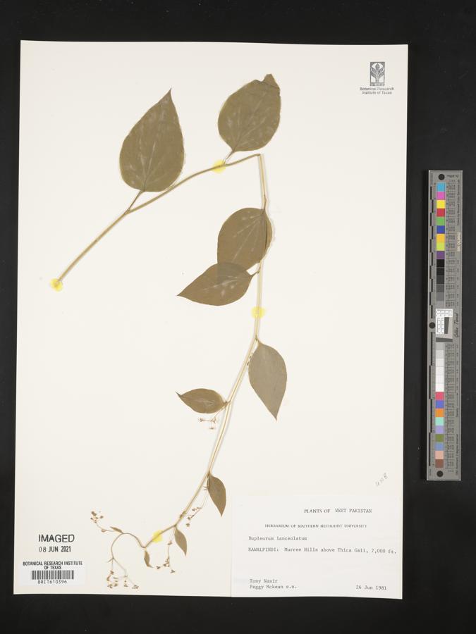 Bupleurum lanceolatum image