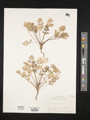 Image of Cnidium japonicum