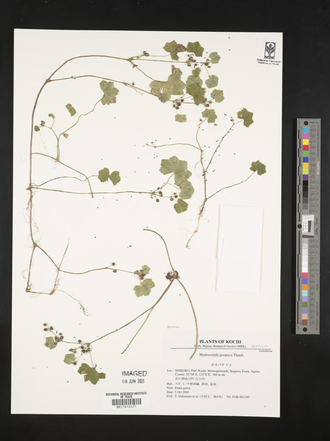 Hydrocotyle javanica image