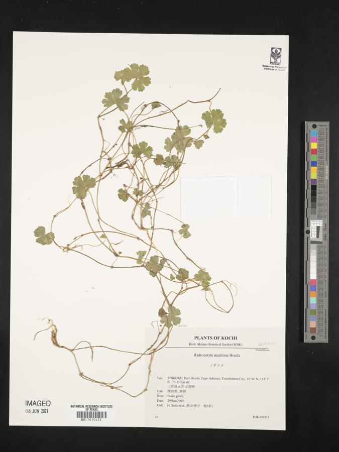 Hydrocotyle maritima image