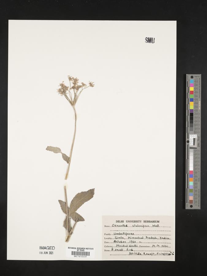 Oenanthe stolonifera image