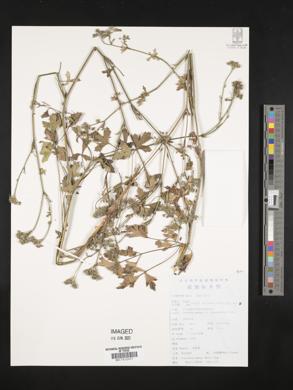 Peucedanum wawrae image