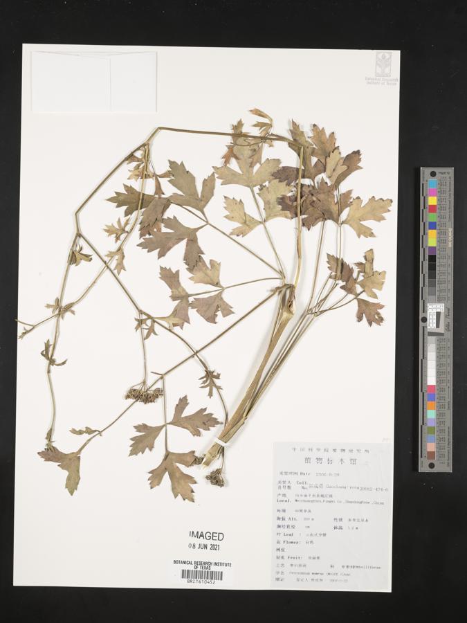 Peucedanum wawrae image