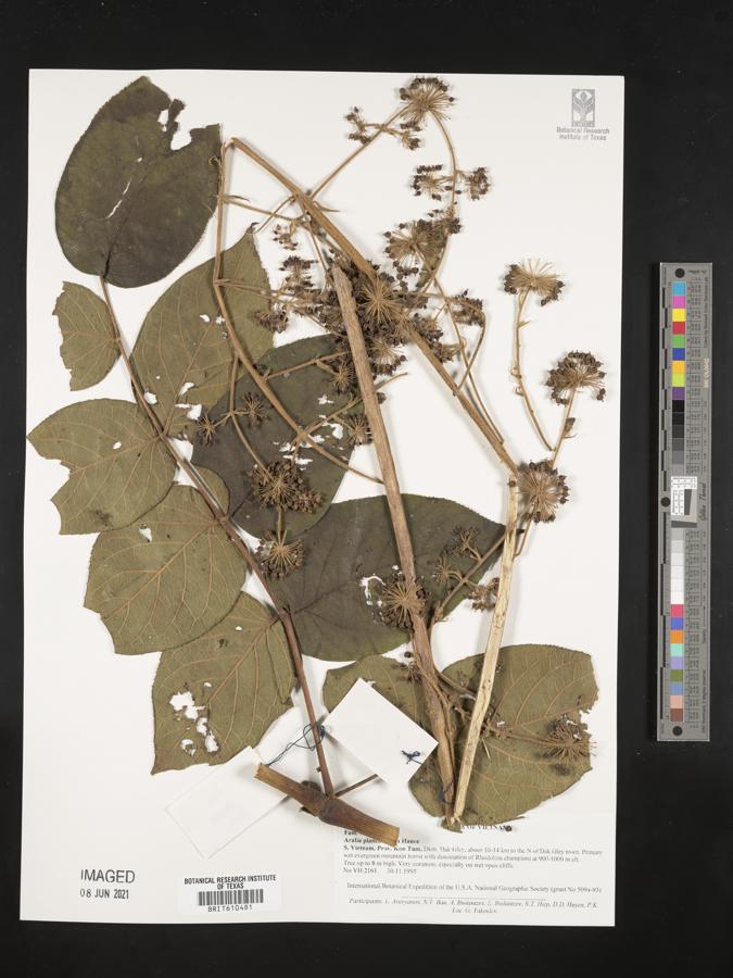 Aralia chinensis image