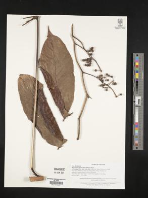 Brassaiopsis glomerulata image