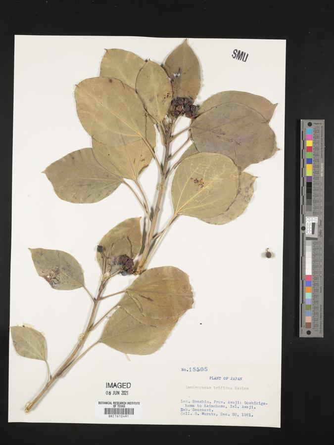 Dendropanax trifidus image