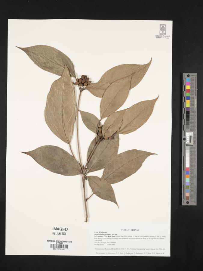 Dendropanax poilanei image