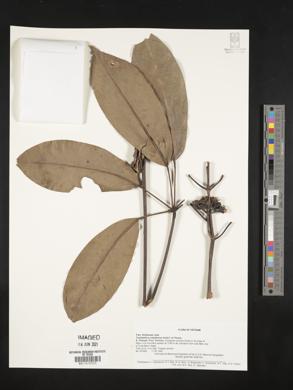 Tupidanthus calyptratus image