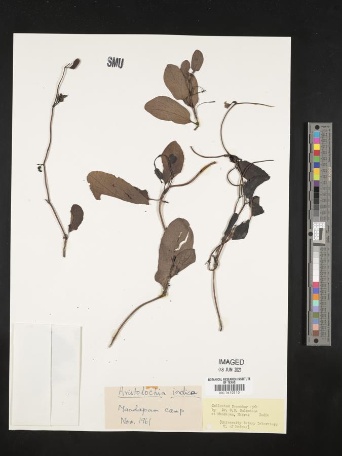 Aristolochia indica image