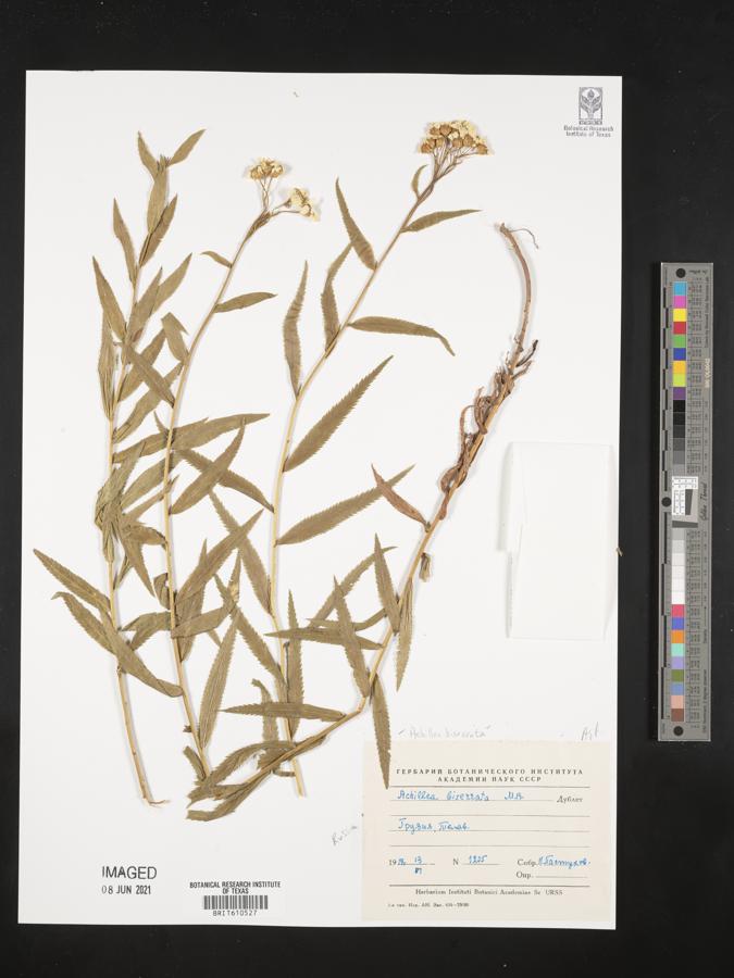 Achillea biserrata image