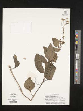 Image of Adenostemma macrophyllum
