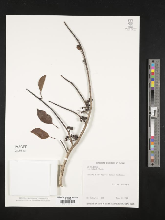 Ilex rotunda image