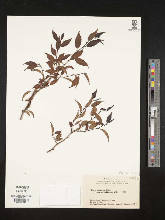 Ilex serrata image