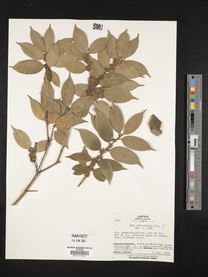 Ilex buergeri image