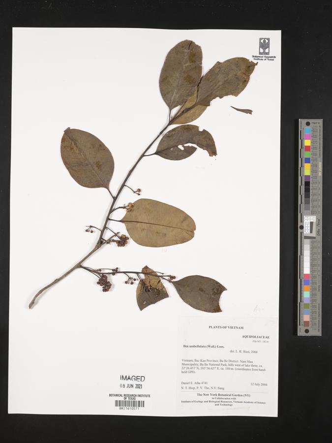 Ilex umbellulata image