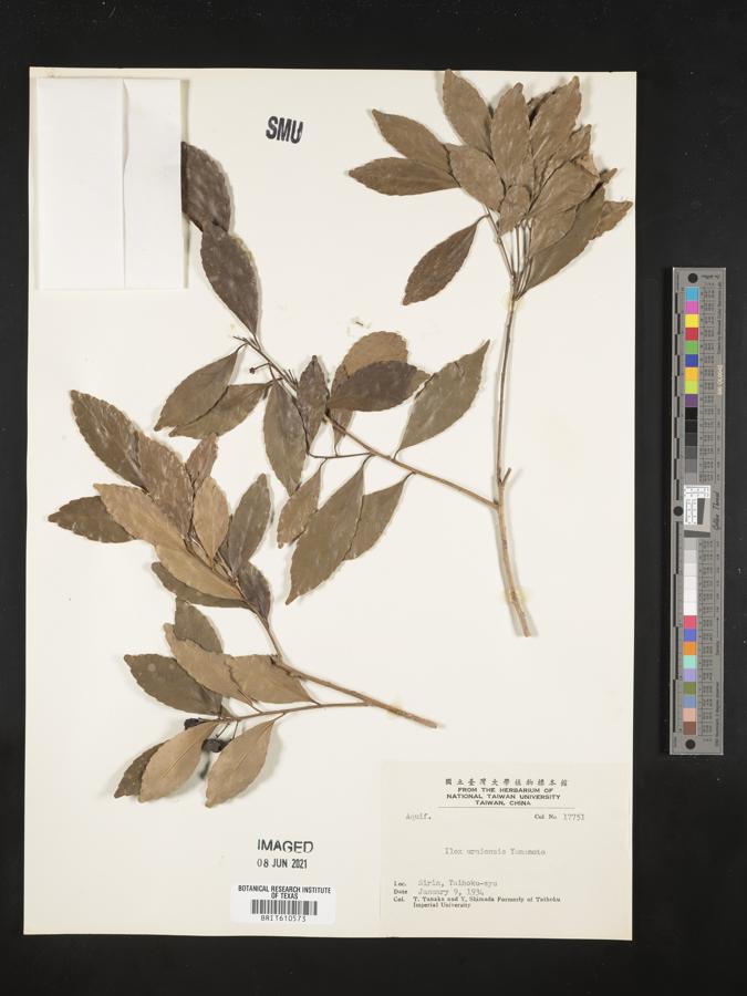 Ilex uraiensis image