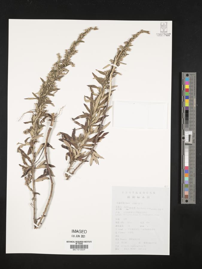 Artemisia lavandulifolia image