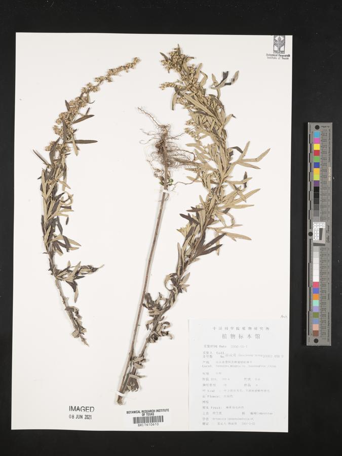 Artemisia lavandulifolia image