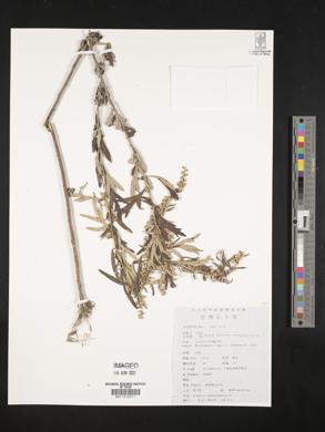 Artemisia lavandulifolia image